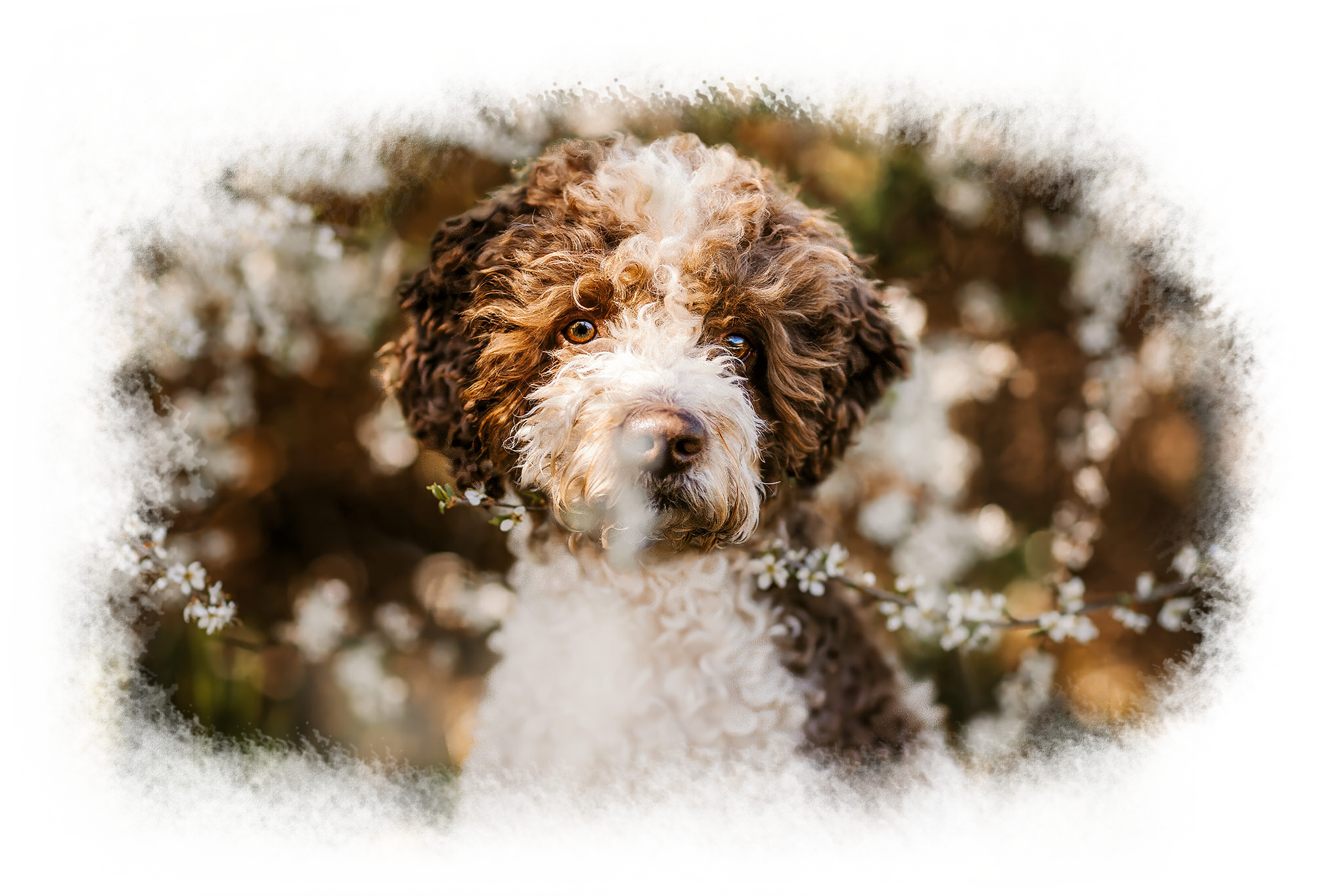 Hund_Topi_transparente Umrandung_web