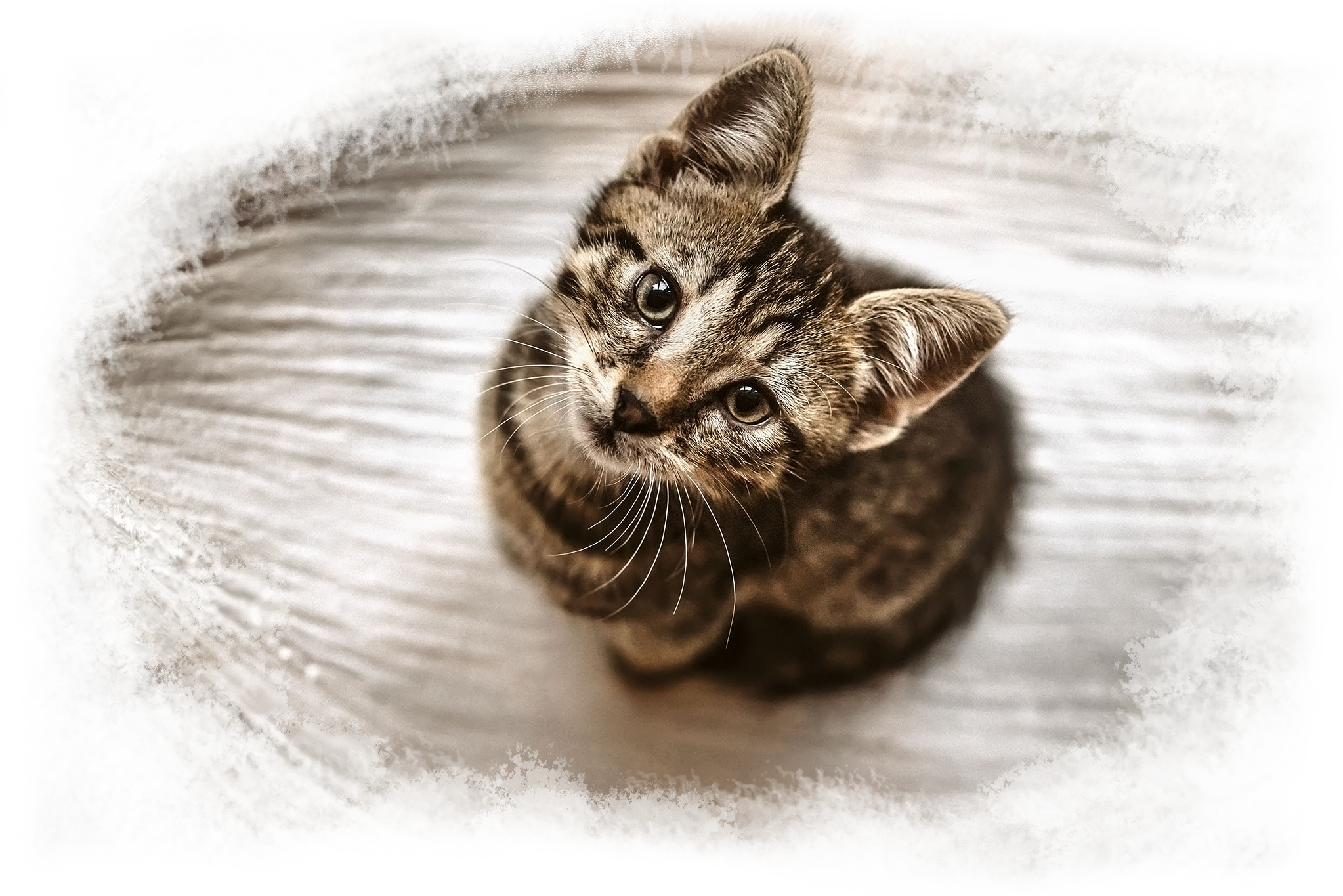 kleiner Tiger_transparente Umrandung_webol